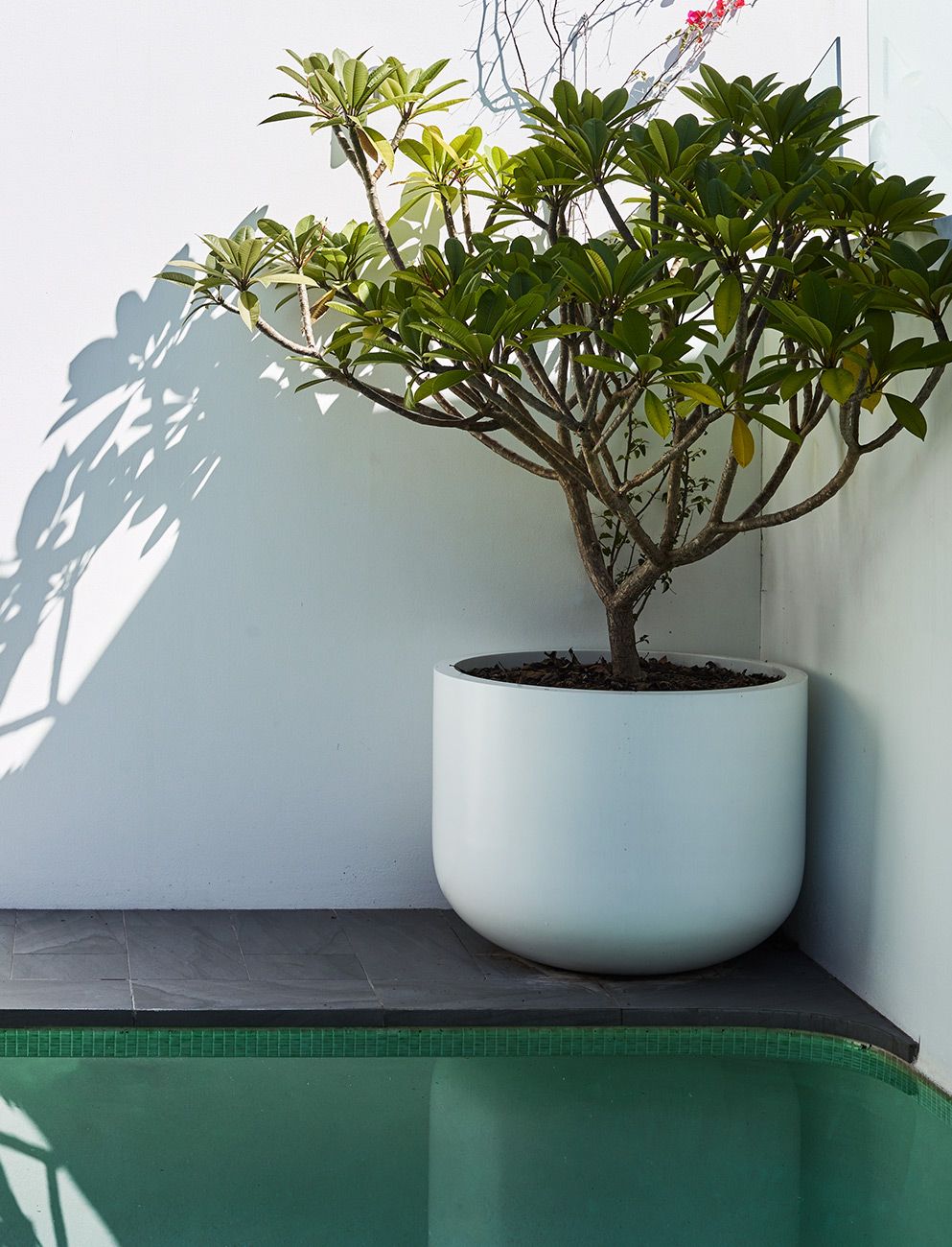 White Wing Pot with frangipani plant (Indian jasmine)